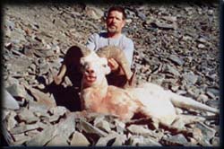 Ron Amack of Chadron, NE with his heavy Dall Ram