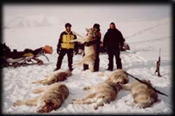 Bruce Golberg, Jack Golberg and Bob Summers of Montana with their Alaskan Wolves