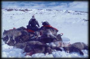 Guide Braun Kopsack with six Black Wolves and one Gray, Winter 2007