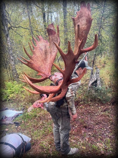 Andersen moose