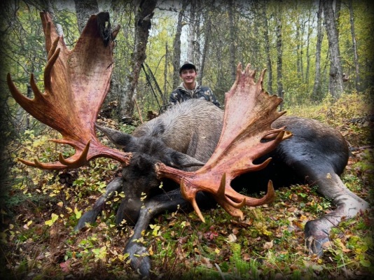 Andersen moose
