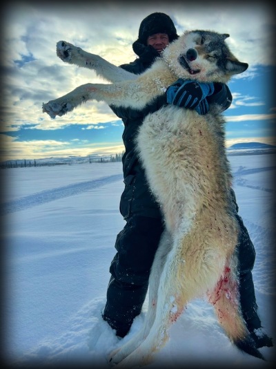 Stetter wolf