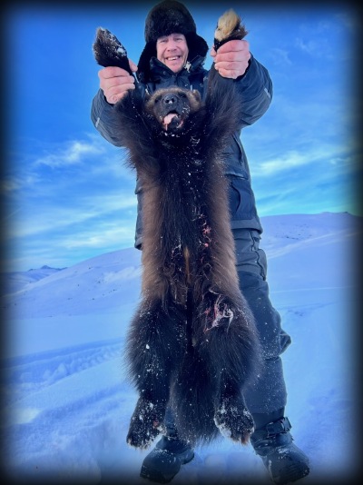 Stetter wolverine
