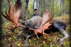 moose